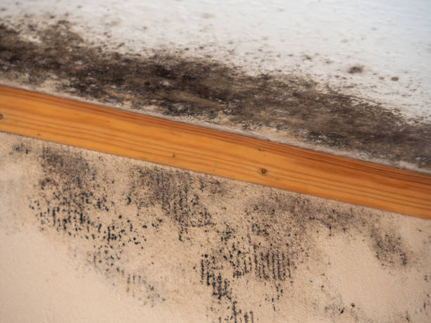 Best Forensic Mold Investigation  in Warner Robins, GA