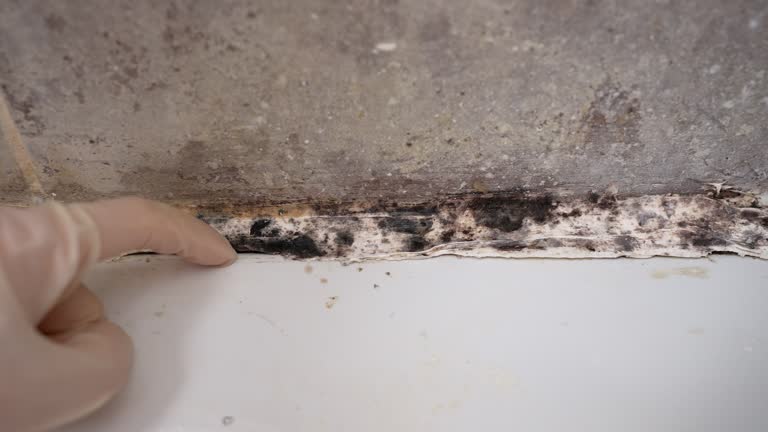 Best Emergency Mold Remediation  in Warner Robins, GA
